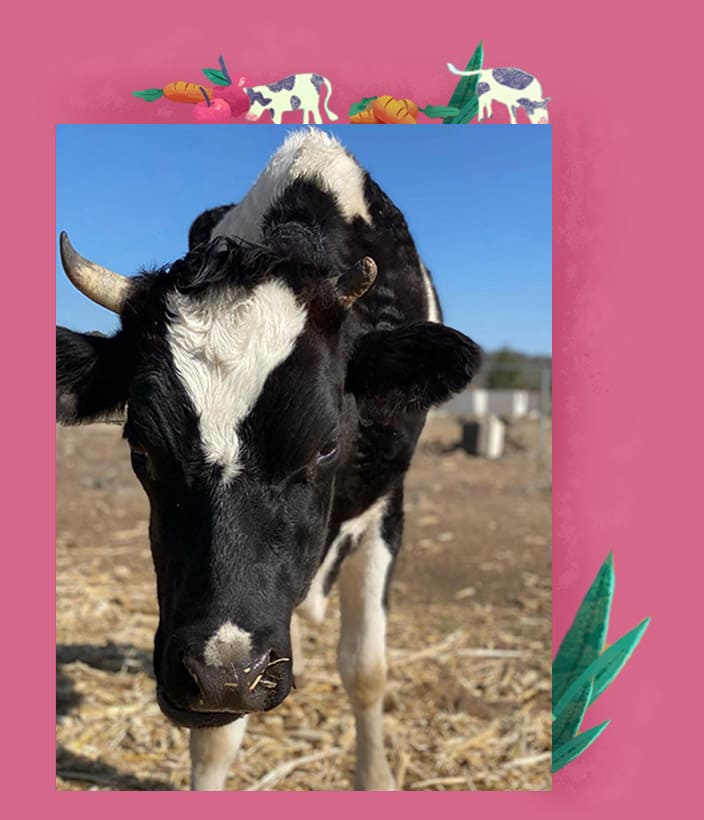 Anki en la vida real