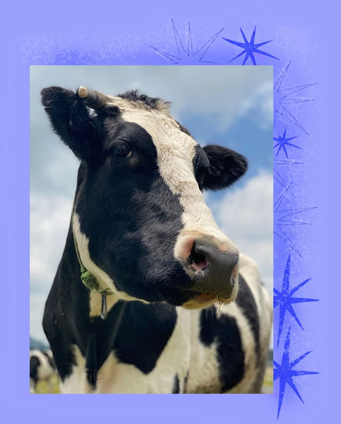 Fabs en la vida real